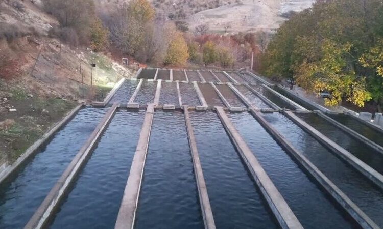 مدیرکل شیلات لرستان: ۲۰ نقطه مستعد جدید برای آبزیپروری شناسایی شد
