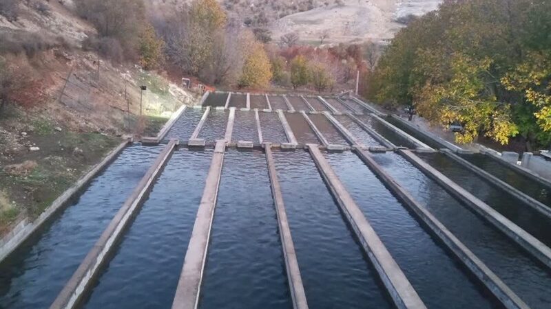 مدیرکل شیلات لرستان: ۲۰ نقطه مستعد جدید برای آبزیپروری شناسایی شد