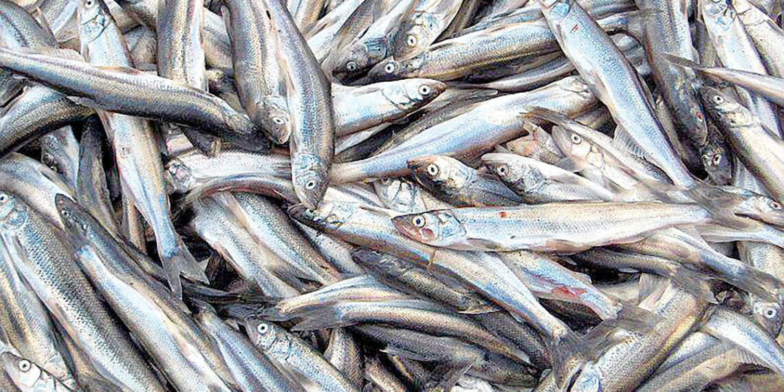 اردبیل، پیشتاز جذب سرمایه‌گذاری در شیلات با ۱۲ مجوز بی‌نام
