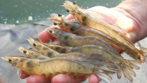 بوشهر کانون تولید ۴۵ هزار تن میگو در قطب شیلاتی کشور