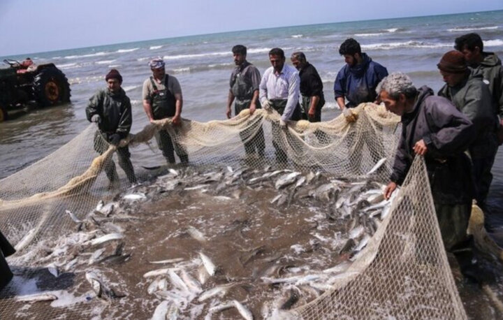 صادرات ۱۹ میلیون دلاری محصولات شیلاتی مازندران