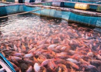 تکثیر و پرورش چهارگونه مهم ماهی اقتصادی با غذای دستی در گیلان