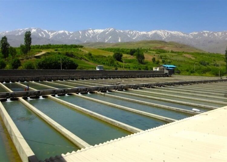 تسهیلات ویژه شیلات اردبیل برای تولیدکنندگان؛ خوراک ماهی با اقساط دوماهه عرضه میشود