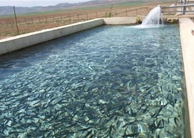 بندر دیر به قطب آموزش مهارت های دریایی و شیلاتی کشور تبدیل شد