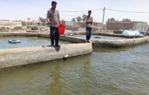 پرورش ماهی کپور در شهرستان نیمروز؛ الگویی موفق برای اشتغال و تولید در منطقه سیستان