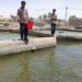 پرورش ماهی کپور در شهرستان نیمروز؛ الگویی موفق برای اشتغال و تولید در منطقه سیستان