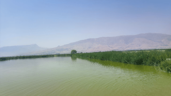 مجتمع پرورش ماهی دورود؛ برداشت ۲۵۰۰ تن ماهی گرمابی از پهنه ۴۵۰ هکتاری