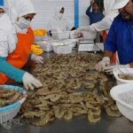 برداشت میگوی صادراتی کشور در سواحل مکران
