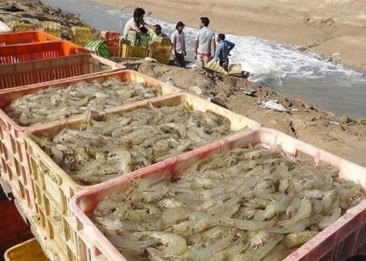 رئیس پژوهشکده میگوی کشور: طرح ملی مزارع الگویی شیلات اجرا میشود