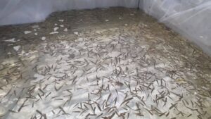 سازمان شیلات ایران احیای ذخایر آبزیان را با مشارکت صیادان دنبال می کند