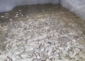 سازمان شیلات ایران احیای ذخایر آبزیان را با مشارکت صیادان دنبال می کند