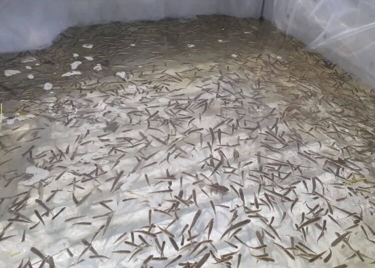 سازمان شیلات ایران احیای ذخایر آبزیان را با مشارکت صیادان دنبال می کند