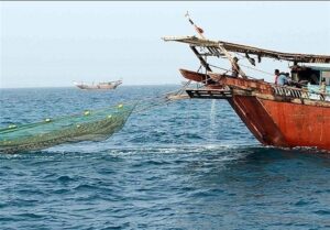 فصل صید میگو در سواحل استان بوشهر از 7 مرداد آغاز می‌شود