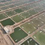عقیل امینی: سطح زیرکشت میگوی پرورشی بوشهر از ۴ هزار هکتار گذشت