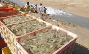 چابهار؛ اجرای طرح پرورش میگو با ظرفیت علمی دانشگاه آزاد استان