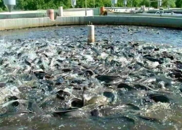 خرمشهر؛ تولیدکننده ۳۳ درصد ماهیان گرمابی خوزستان