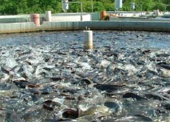 شیلات خوزستان؛ توسعه آبزی پروری و اقتصاد دریا پایه در دولت چهاردهم