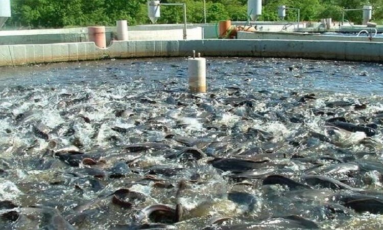 شیلات خوزستان؛ توسعه آبزی پروری و اقتصاد دریا پایه در دولت چهاردهم