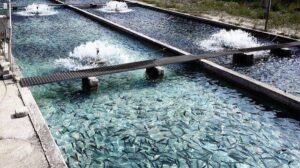 لرستان با ۱۳ درصد آب های جاری کشور ظرفیت گسترده ای برای توسعه آبزی پروری دارد