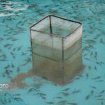 آبزی پروری در سرباز؛ ظرفیتی برای اشتغال پایدار و رونق اقتصادی
